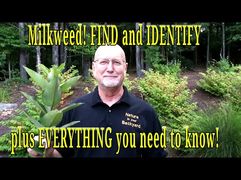 Milkweed! Everything you need to know to find/identify plus little-known remarkable historical uses!