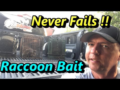DIY Never Fail Raccoon Bait Easy and Cheap to Make