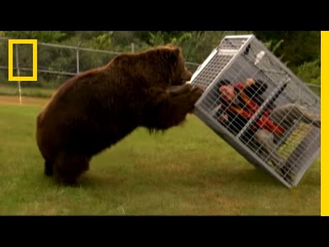 Brown Bear Attack | Dangerous Encounters: Alaska&#039;s Bear Country and Beyond