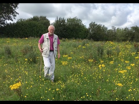 Ragwort with John Feehan in July, Wildflowers of Offaly series