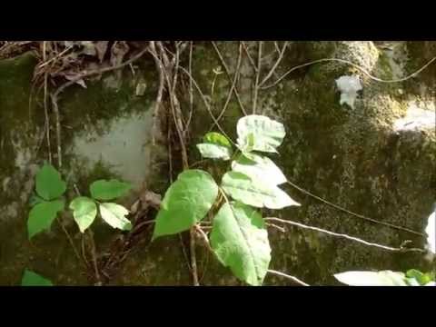 Poison Ivy and Poison Vine/Oak Identification
