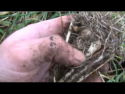 How to Harvest Wild Onions