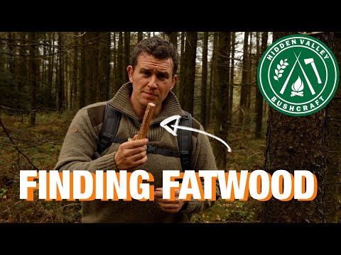 WHY are people BUYING FATWOOD??? Let me show you how to find it.