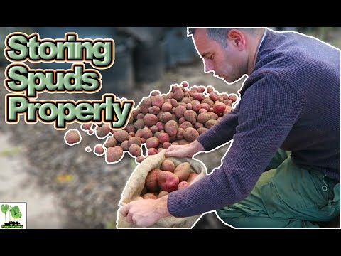 Storing Potatoes Long Term - Save Your Potato Harvest