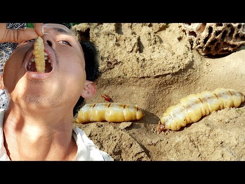 How to find n Eat Raw Queen Termite | Life of Natural Foods