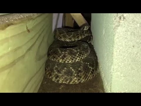 Dozens of snakes removed from under Texas home