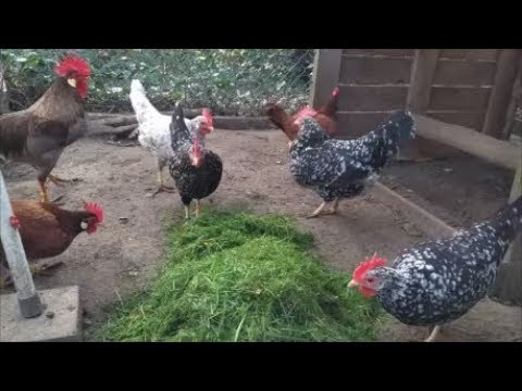 Chickens Feeding Frenzy: Grass