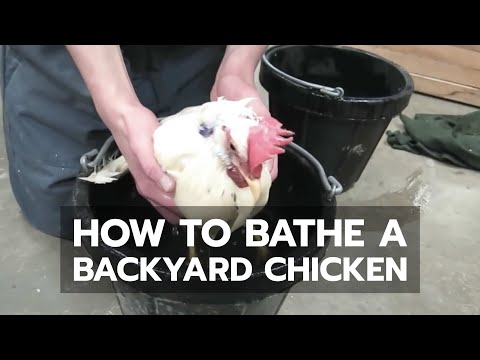 How to Bathe a Backyard Chicken