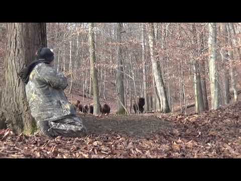 Hunting the great American Buffalo with the Elite Sling Bow