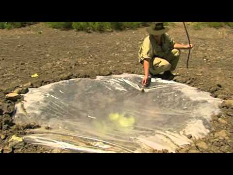 Ray Mears-Making a solar still in the Desert