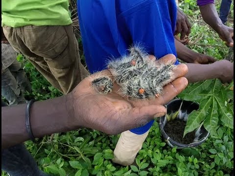 M&#039;vinsu - Harvesting of edible caterpillars in Africa