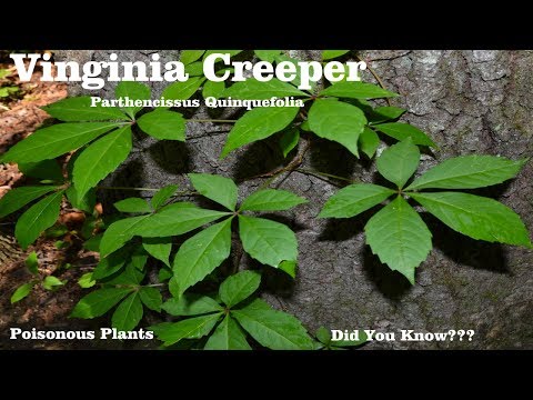 ⟹ Virginia Creeper | Parthenocissus quinquefolia | Be careful with this plant and here&#039;s why!