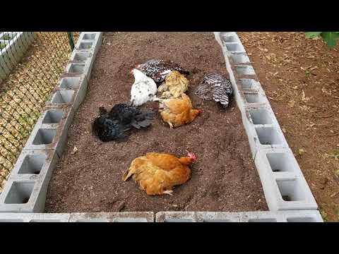 Chickens Dust Bathing