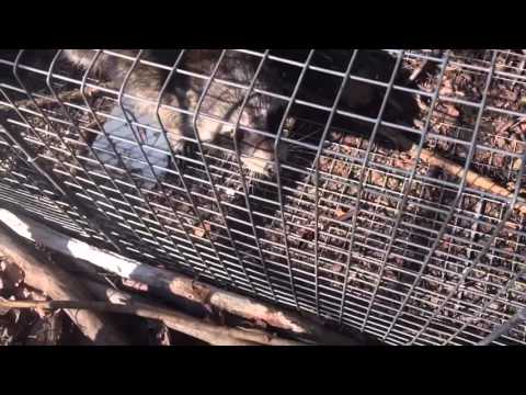 Releasing Raccoon From Live Trap