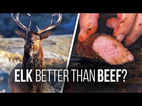 How to Cook ELK STEAKS - Is Elk Better Than Beef?