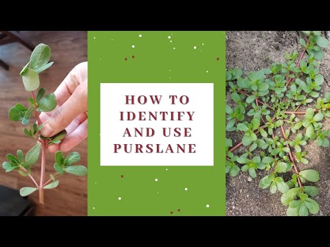 How to identify and use purslane