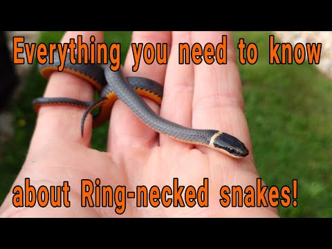 Everything you need to know about Ring-necked snakes! (Diadophis punctuatus)