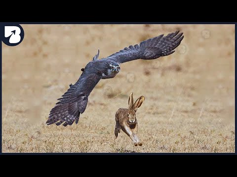 15 Merciless Hawk Hunting Moments Caught On Camera