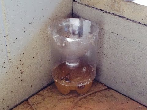 How To Make A Mosquito Homemade Trap