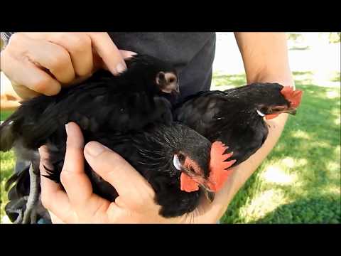 How to tell a hen and rooster with bantam chicks 1 &amp; 2 months
