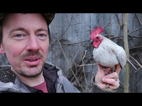 Mature Teacup Rooster? Tiny Chickens