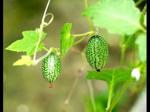 HOW TO GROW CUCAMELONS
