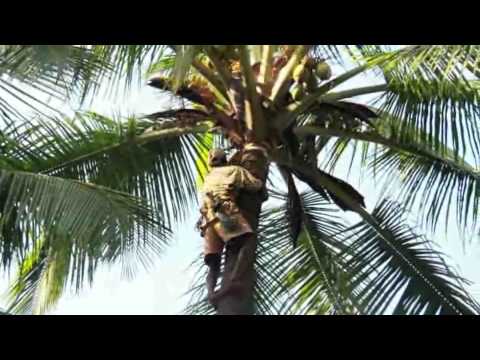How To Climb to Coconut Tree