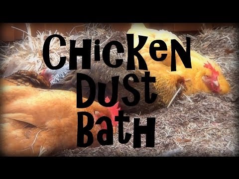 Chicken Dust Bath