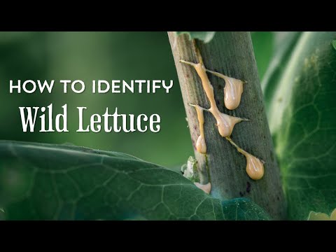 How to Identify Wild Lettuce (and distinguish from common lookalikes)