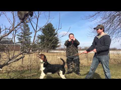 How to train any coon dog to tree a coon !!!