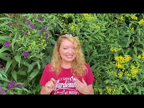 Take a Walk with Tavia #44 - Ironweed and Wingstem