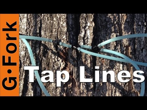 Tapping Sugar Maple Trees With Tubing - GardenFork