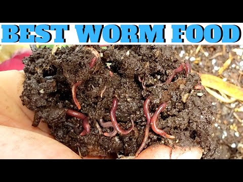 What to Feed Worms: Vermicompost Made EASY