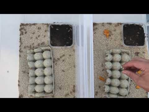 How To Breed &amp; Raise Crickets - The Critter Depot