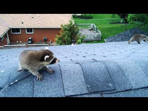 Aggressive Raccoon Rescues Baby.