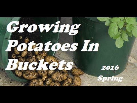 Growing Potatoes In Buckets, HD Spring 2016