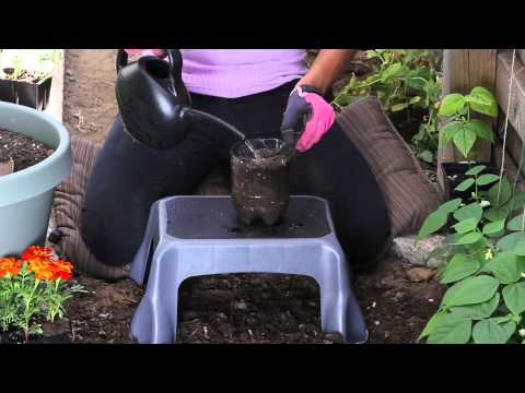 How to Plant Seeds in a 2 Liter Bottle : The Chef&#039;s Garden