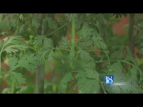 Ivy Tech students use cilantro to purify water