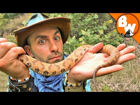 How Deadly is the Copperhead?!