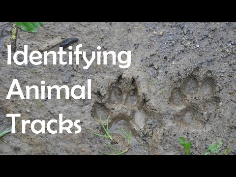 Identifying Animal Tracks