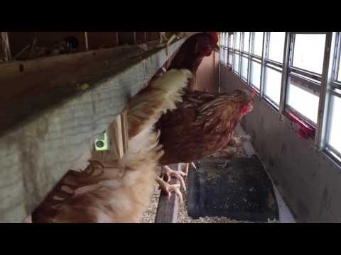 School bus becomes new home for hens at Fremont, N.H., farm