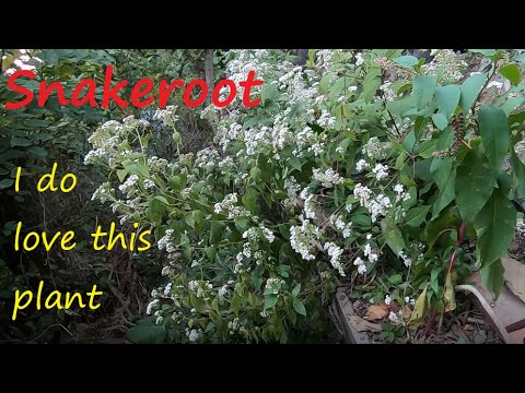 Snakeroot - I actually love this plant (Ageratina altissima)