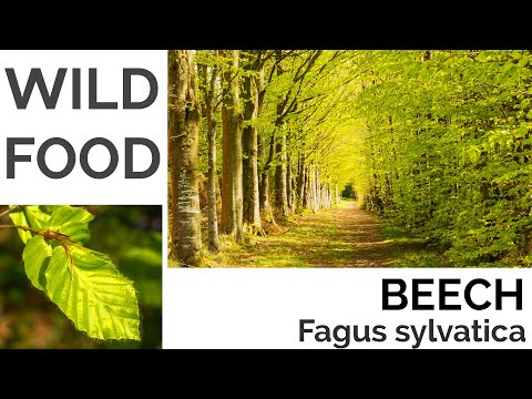 Beech (Leaves) Foraging - UK Foraging and Wild Food Guide