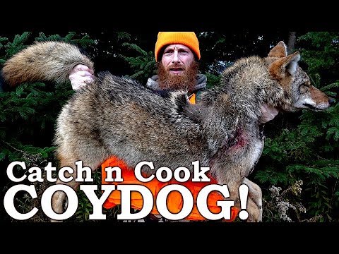COYOTE Catch, Clean, Cook (The HONEST Truth About Meats!) | Calling Out Steve Rinella