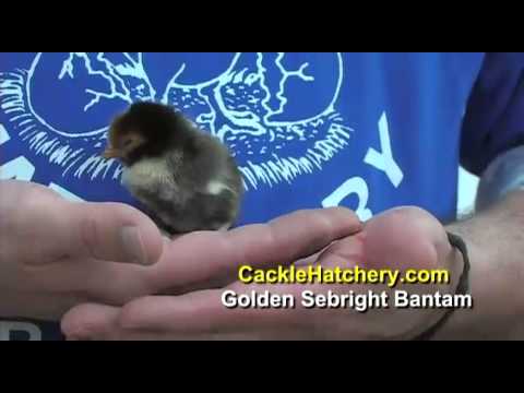 Golden Sebright Bantam Chicken Breed | Cackle Hatchery