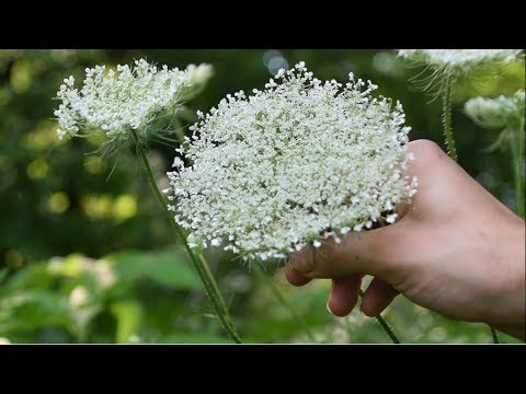 How To Identify Wild Carrot, Queen Anne&#039;s Lace - Wild Edibles