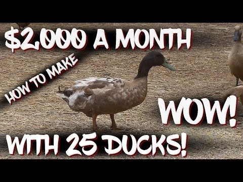 How to make $2,000 a month with 25 ducks!