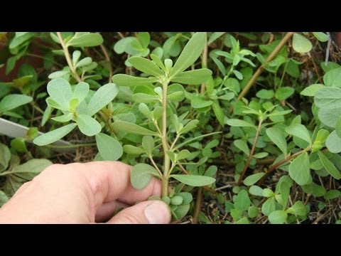 Purslane Foraging - edible wild green plant identification - GardenFork