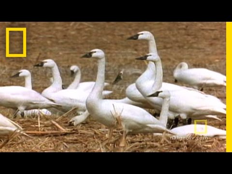 Only the Strong Survive | National Geographic