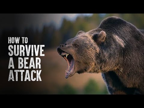How to Survive a Bear Attack, According to Science